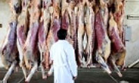 معيار تشخيص حيوانات حلال گوشت از حرام گوشت و شرايط ذبح شرعي
