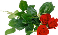  آداب هديه دادن گل