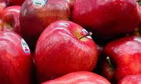 سيب را جدي بگيريد 