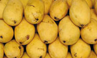 انبه