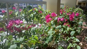 معرفی ۵ گوشی برتر با سیستم عامل اندروید