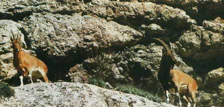 یک جهان در یک گلستان