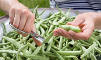 لوبيا سبزهاي چادر سرخ پوستي