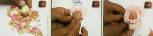 گل زنبق خشک 