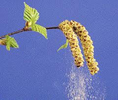 آلرژی