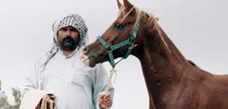 اسب اصیل را بنگر