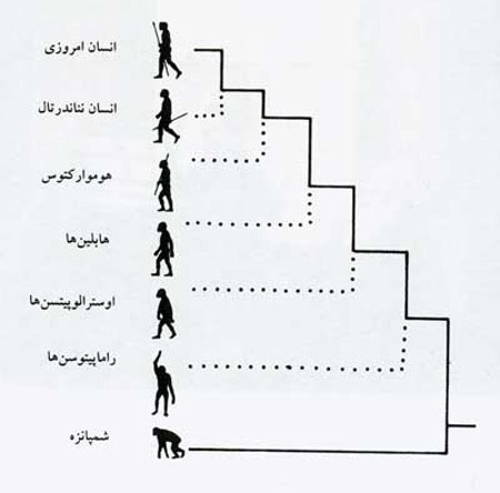 آیا جد انسان میمون بود؟