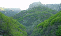  سبز باران