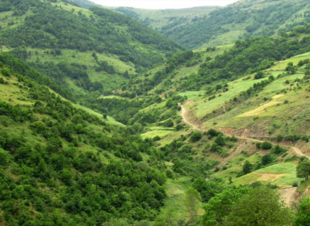 سبز باران
