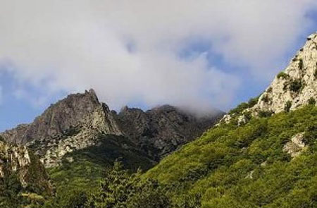 سبز باران