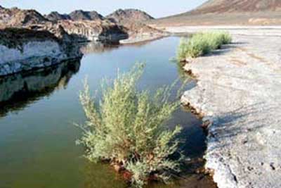 طبیعت سبز و نفت سیاه