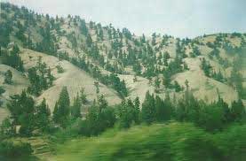 طبیعت سبز و نفت سیاه