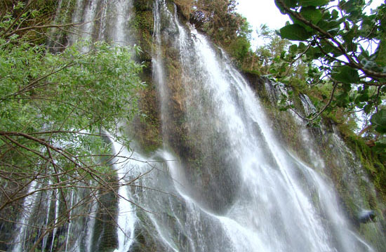 برشانه های شوی