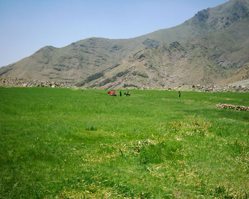هوای خوب هویج