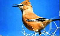  کلاغ طلایی