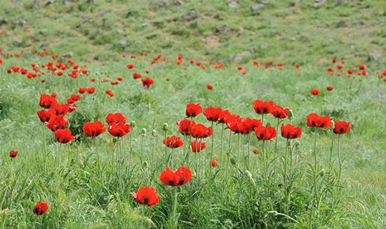 بیا بریم دشت