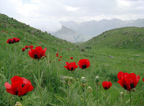 بیا بریم دشت