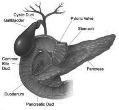 وقتی بزرگترین غده بدن رنجور می شود