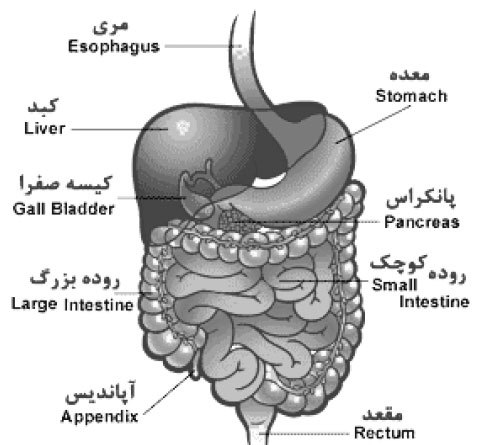 وقتی بزرگترین غده بدن رنجور می شود