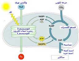 پدیده‌ی نورساخت (فوتوسنتز)
