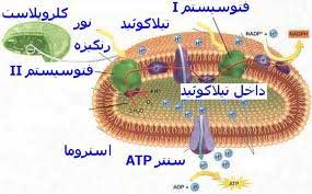 پدیده‌ی نورساخت (فوتوسنتز)