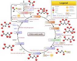 پدیده‌ی نورساخت (فوتوسنتز)