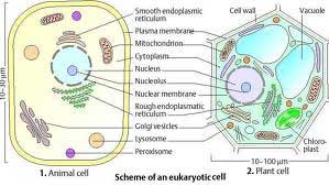 پدیده‌ی نورساخت (فوتوسنتز)