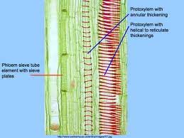 پدیده‌ی نورساخت (فوتوسنتز)