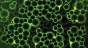 اجزای یک سلول