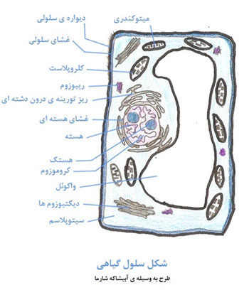 اجزای یک سلول