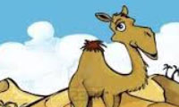 شتر دیدی، ندیدی