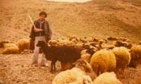 ظهور انسان دامدار