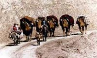  تمدن و جوامع نیمه متمدن