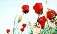  گل های باغ معرفت (1)