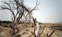 درختان در شرف نابودی