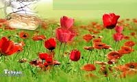  گل های باغ معرفت (3)