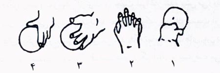 اصول رشد و تکامل در روانشناسی (1) اصول رشد و تکامل در روانشناسی (1)