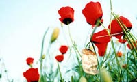شهدا و رعایت بیت المال (3)
