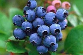 پنج گیاه سودمند برای سلامتی