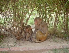 خود درمانی حیوانات