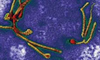 ویروس ابولا در هوا