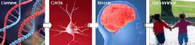 ژنتیک میتوکندریایی