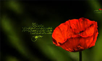  جلوه های شهادت طلبی