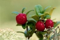 بهترین تغذیه برای تناسب اندام خانمها