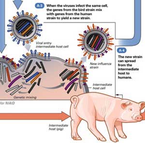 دگرگونی مداوم ویروس‌ها