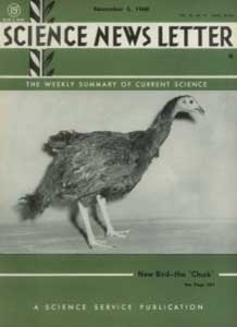 مرغ بوقلمونی 