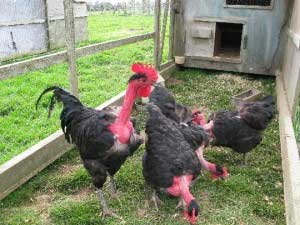 مرغ بوقلمونی 