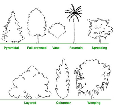 برهم‌کنش طبیعی و رویشی درخت و شهر