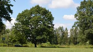 برهم‌کنش طبیعی و رویشی درخت و شهر