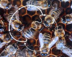 زنبور عسل مصنوعی